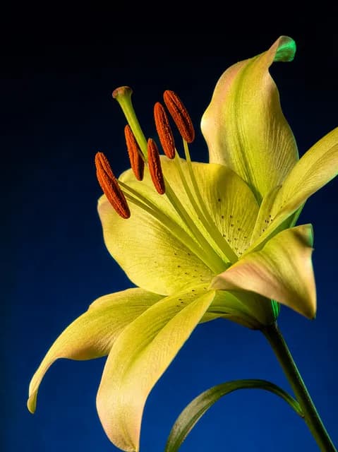 Luminous Lily Macro