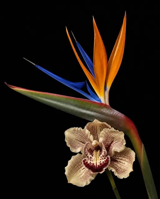 Bird of Paradise