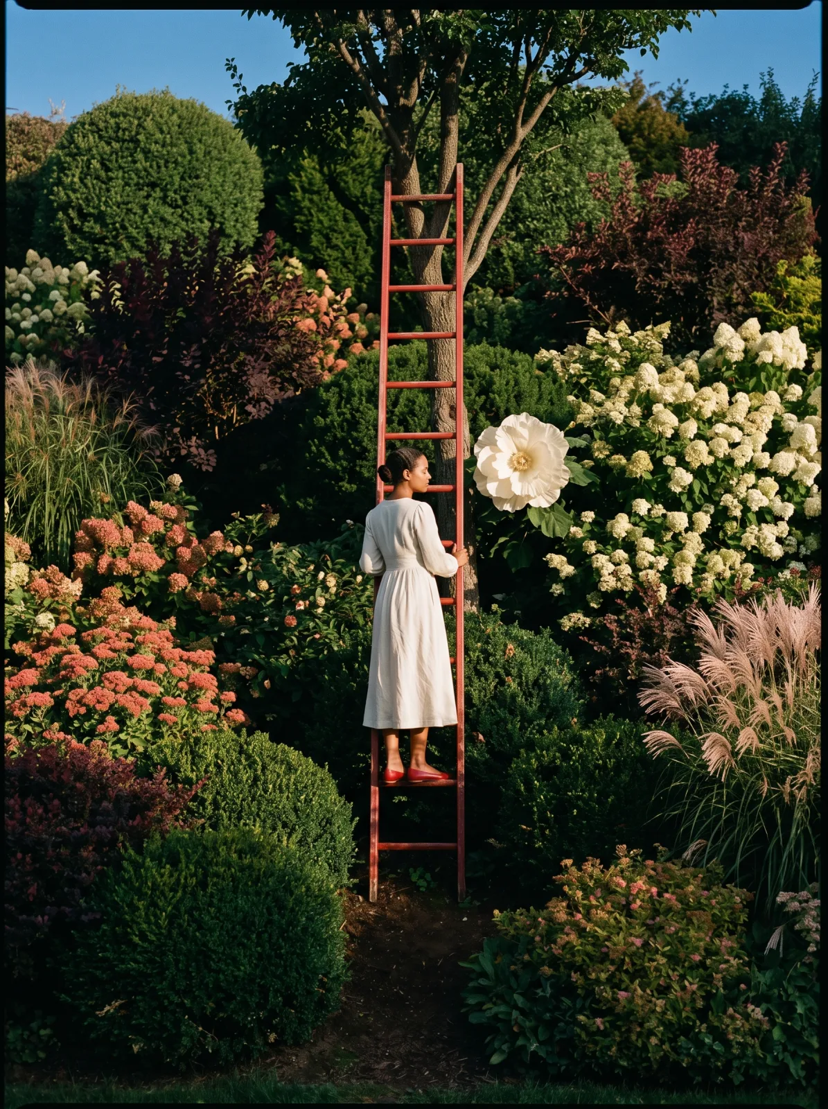 A woman in a white dress standing on a red ladder among hydrangeas and ornamental grasses at golden hour, holding a giant white flower, made with Nano Banana 2.1 on AgentDocks